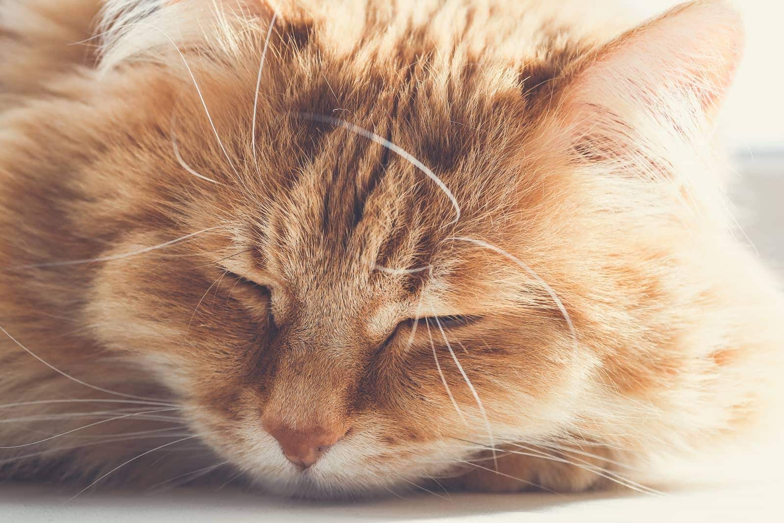 Gatto rosso grande e dal pelo morbido dorme sul pavimento