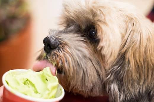 Primo piano di un terrier che lecca un frozen yogurt verde da una coppetta.