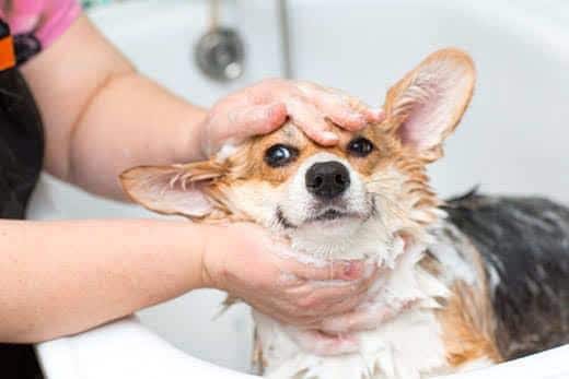Cane corgi che si lava in bagno