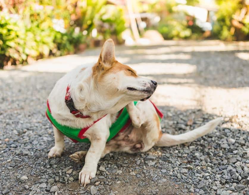 Corgi con maglioncino verde che si gratta l'orecchio.