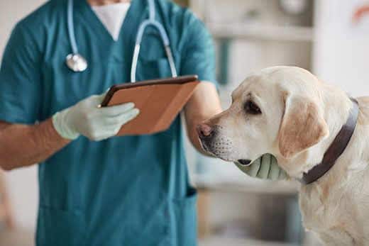 Ritratto ritagliato di un veterinario uomo irriconoscibile che esamina un Labrador bianco in una clinica veterinaria, spazio per testo