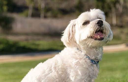Maltese seduto in un prato