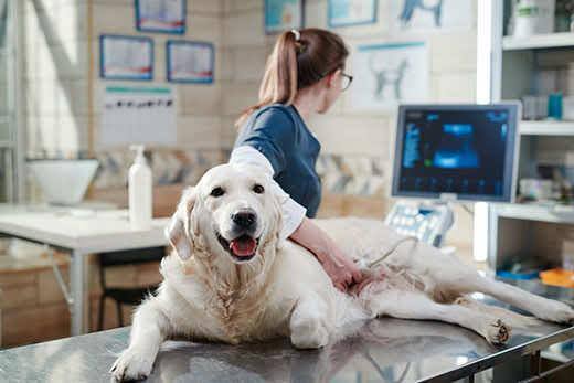 Dottoressa che esegue un'ecografia su un cane