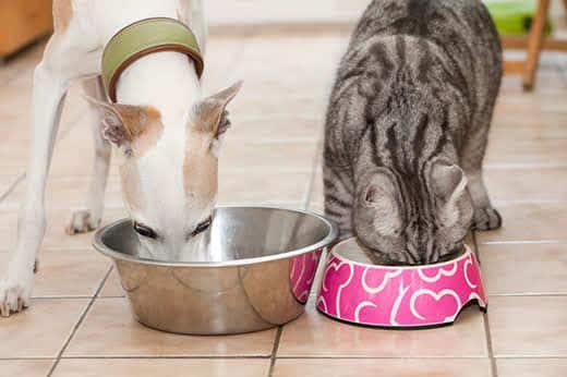 Piccolo levriero bianco e gatto a righe mangiano l'uno accanto all'altro in cucina