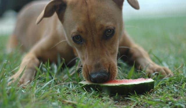 dog-eating-watermelon Cane marrone steso mangia un pezzo di anguria sul prato