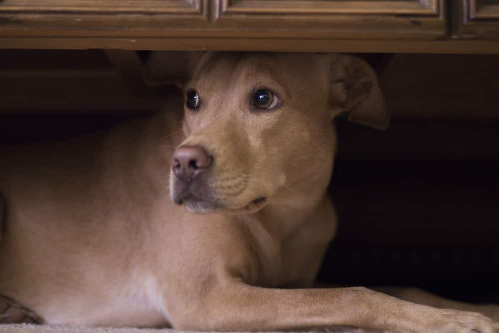 Cane che si nasconde sotto un tavolino da caffè a causa dei fuochi d'artificio all'esterno.