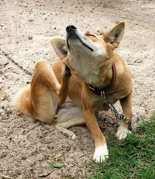 Cane rosso al guinzaglio che si siede e si gratta all'aperto.
