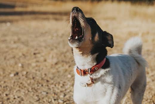 Cane che abbaia in un campo.