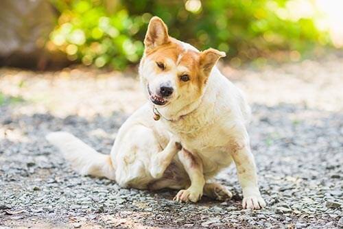 Cane che si gratta mentre è seduto all'aperto.