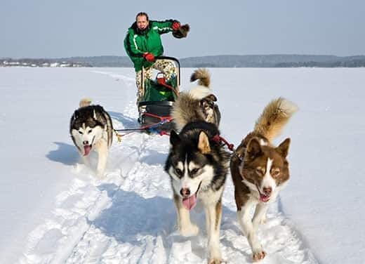 Husky tirano uomo su slitta in un paesaggio invernale.