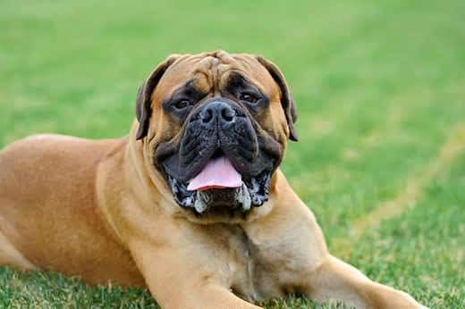 Mastino inglese sdraiato nell'erba verde d'estate
