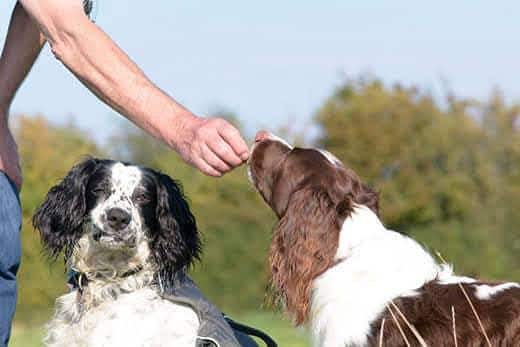 Springer spaniel inglese a cui viene dato uno snack mentre è seduto vicino ad un altro spaniel.
