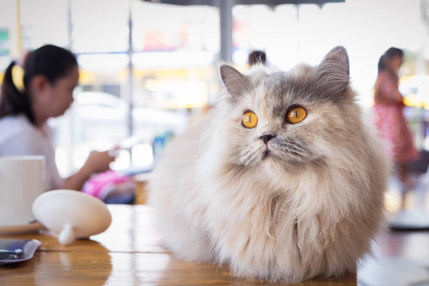Gatto bianco e grigio a pelo lungo seduto sul tavolino in legno di un cat cafè