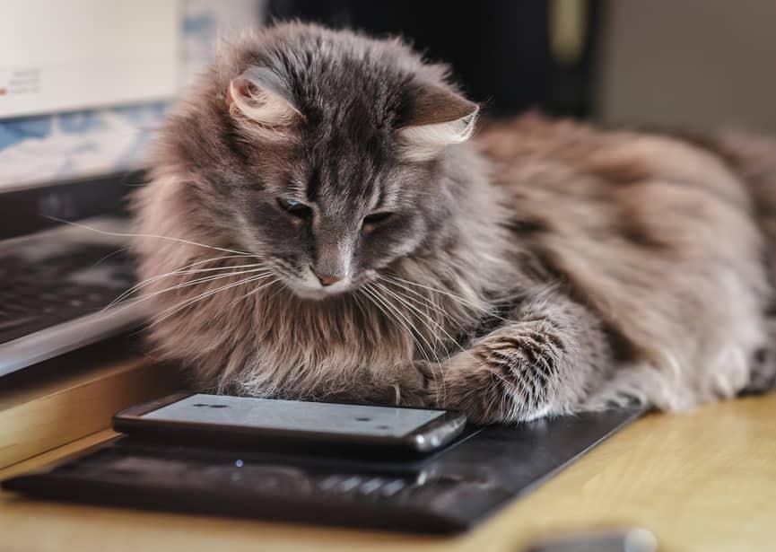 Gatto a pelo lungo osserva uno smartphone con curiosità