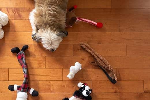 Panoramica di un cane di piccola taglia a pelo folto sdraiato sul parquet e circondato dai giocattoli.