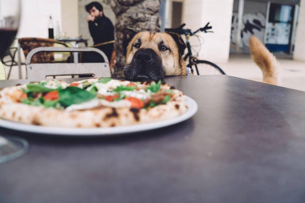 Divertente immagine di un cane affamato in attesa di mangiare in piedi vicino a un tavolo con una gustosa pizza, tenera immagine di un cane che fissa una deliziosa mozzarella con pomodori e basilico sulla terrazza di un ristorante