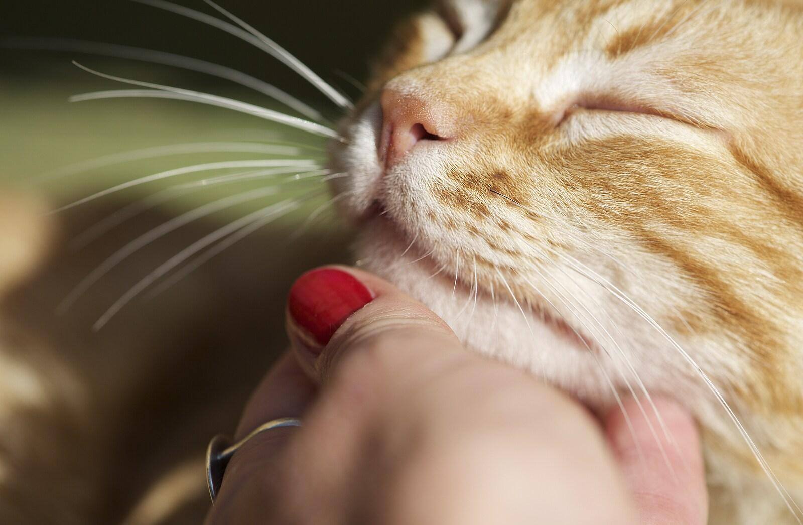 Ginger cat getting chin scratched.