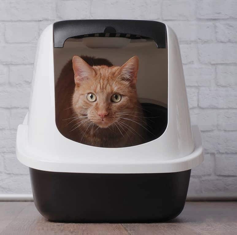 gatto-bianco-con-collarino-blu-che-sbadiglia-SW Gatto bianco con collarino blu che sbadiglia.