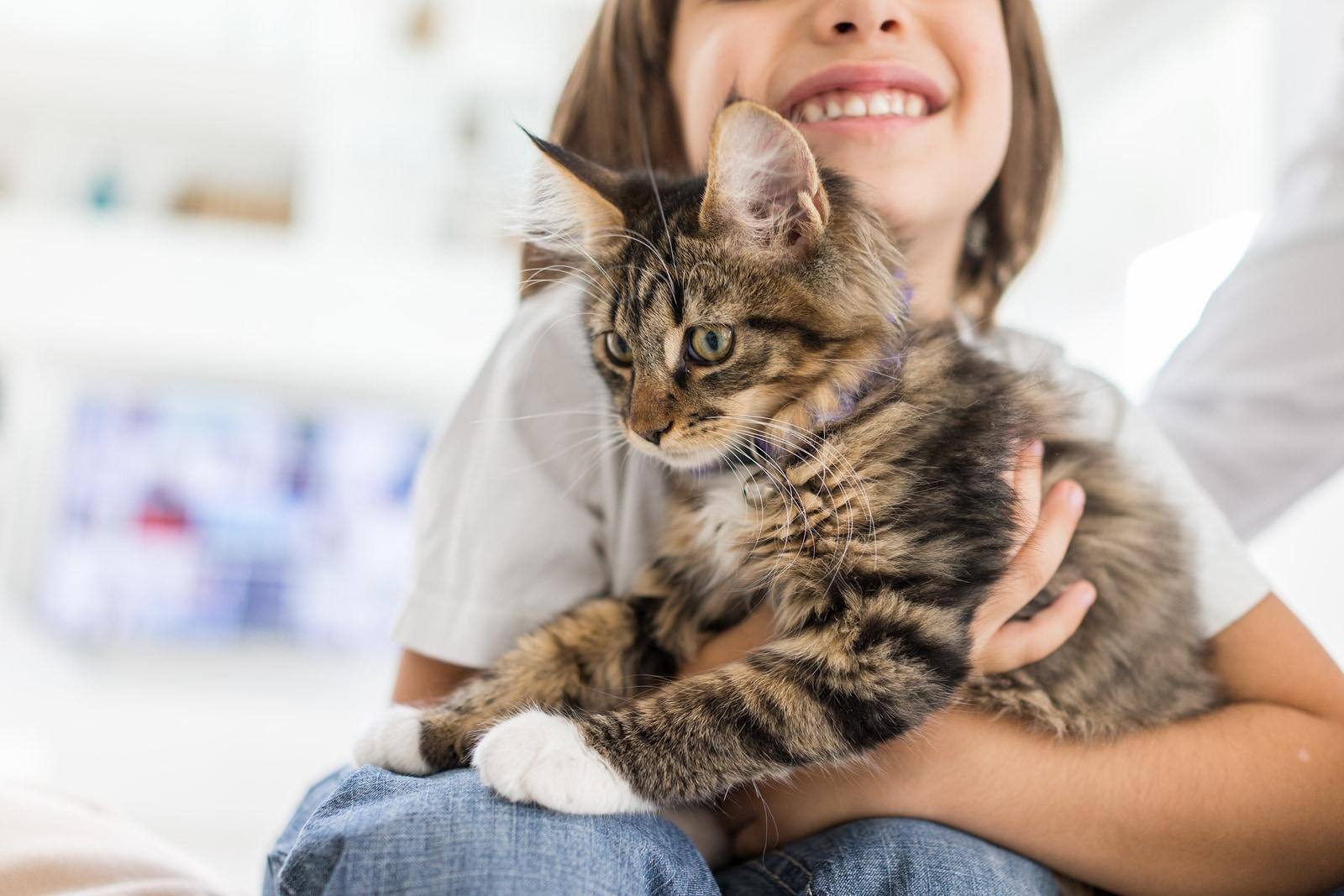 Ragazza felice a casa che gioca con un gatto tigrato