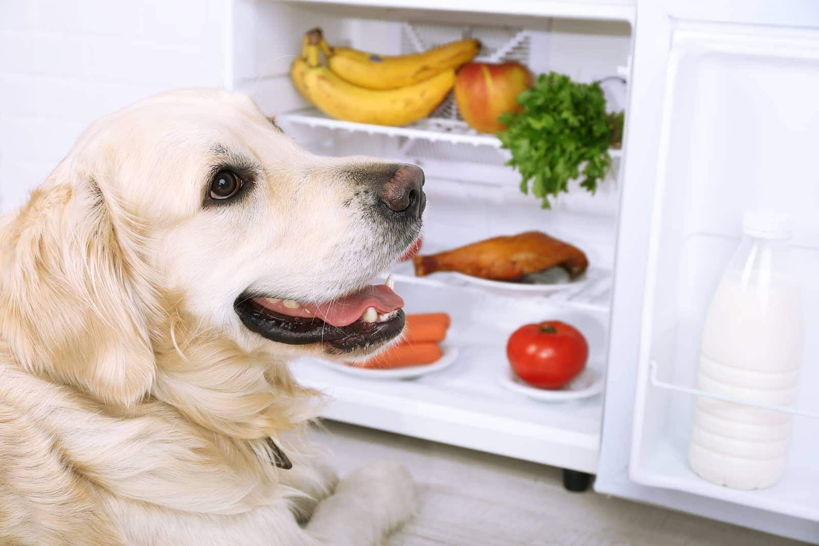 Golden retriever seduto vicino al frigorifero aperto con frutta e verdura