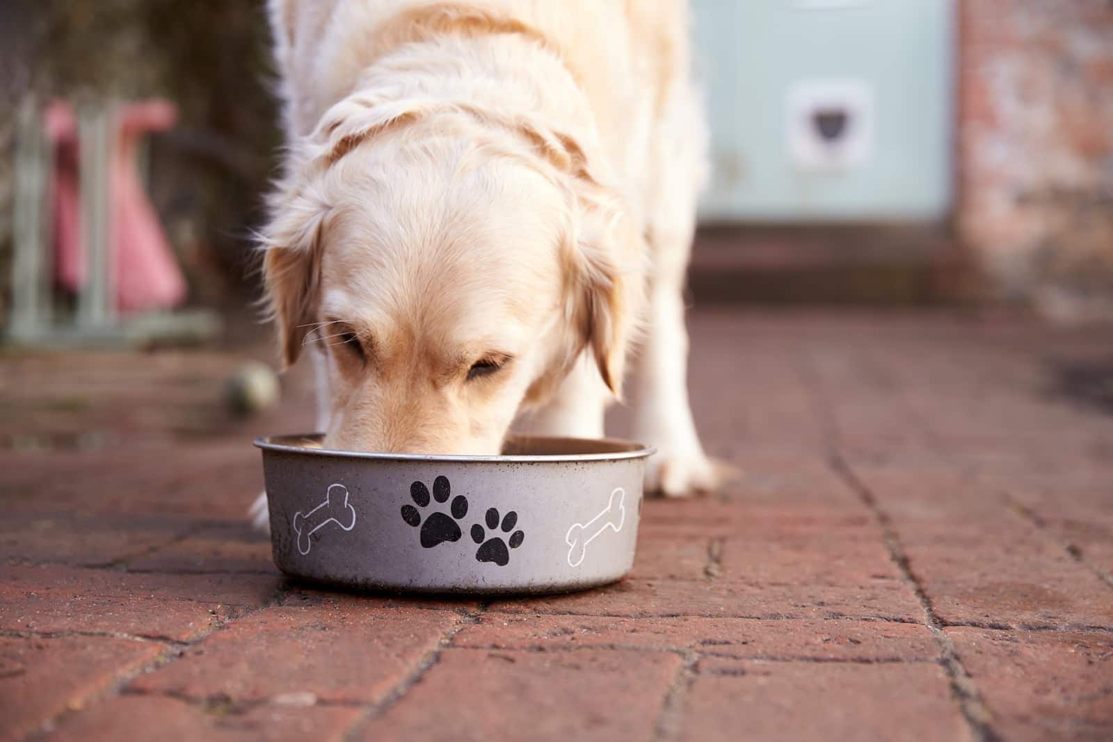 Golden retriever che mangia da una ciotola per cani bianca su un pavimento