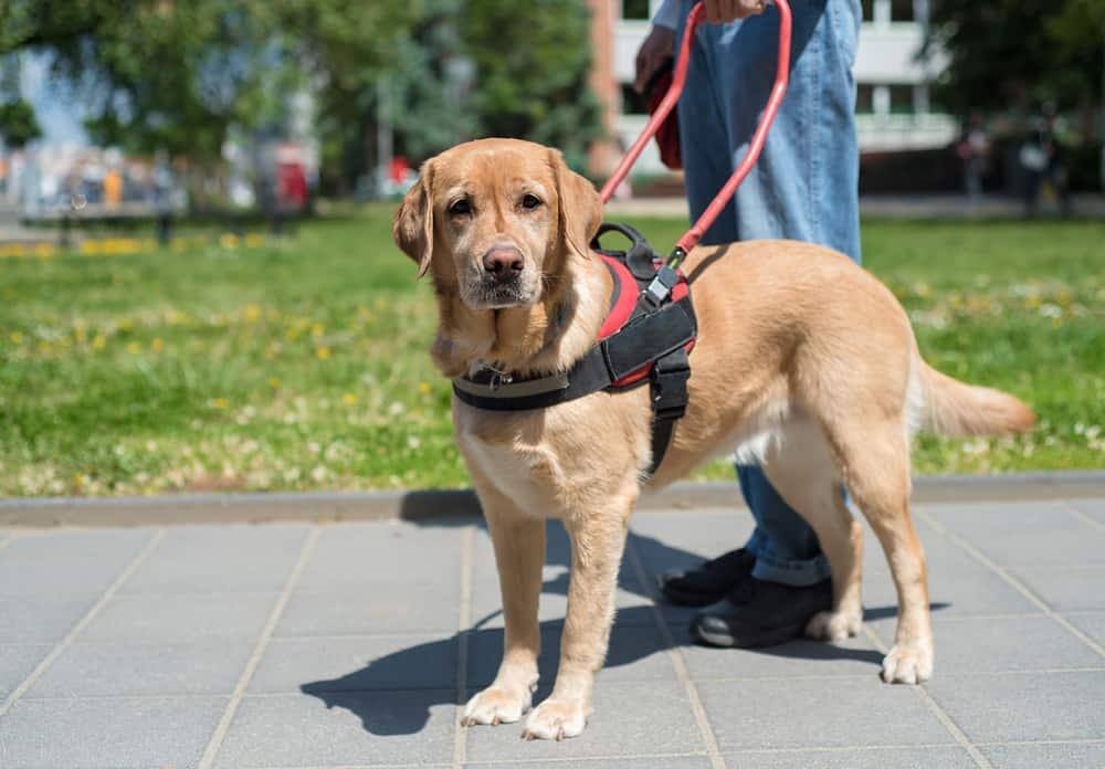 Cane guida che aiuta un non vedente in città