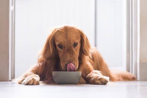 Golden Retriever sdraiato mentre mangia da una ciotola
