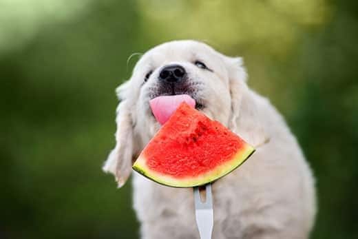 Un cucciolo di Golden Retriever lecca una fetta di anguria su una forchetta.