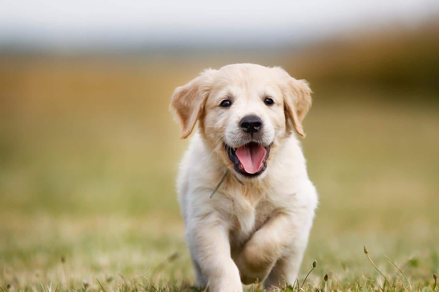 Cucciolo di Golden retriever che corre felice all'aperto.