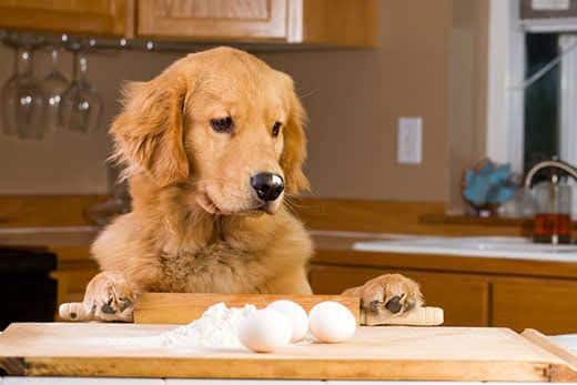 Golden retriever in piedi a guardare un piano della cucina con utensili e delle uova.