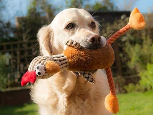 Cane felice che tiene in bocca un pupazzo per cani