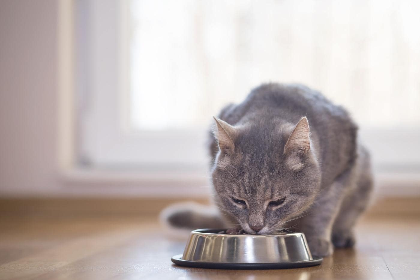 Bellissimo gatto tigrato è accovacciato vicino a una ciotola posizionata sul pavimento vicino alla finestra del soggiorno e mangia.