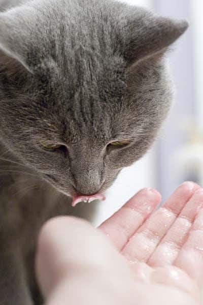 Gatto grigio lecca qualcosa dalla mano di un umano.