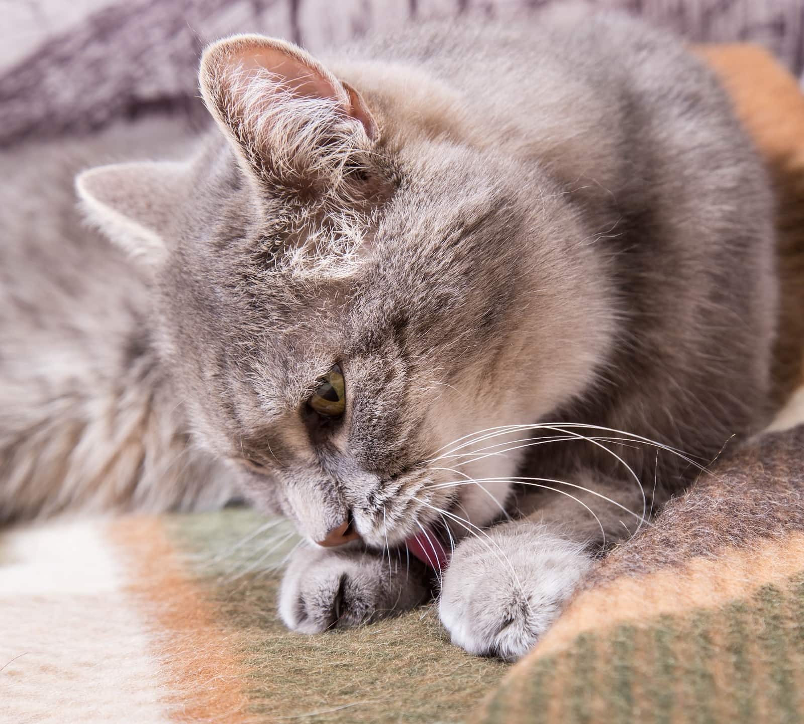 Gatto grigio sdraiato su una coperta a quadri mentre si lecca le zampe.