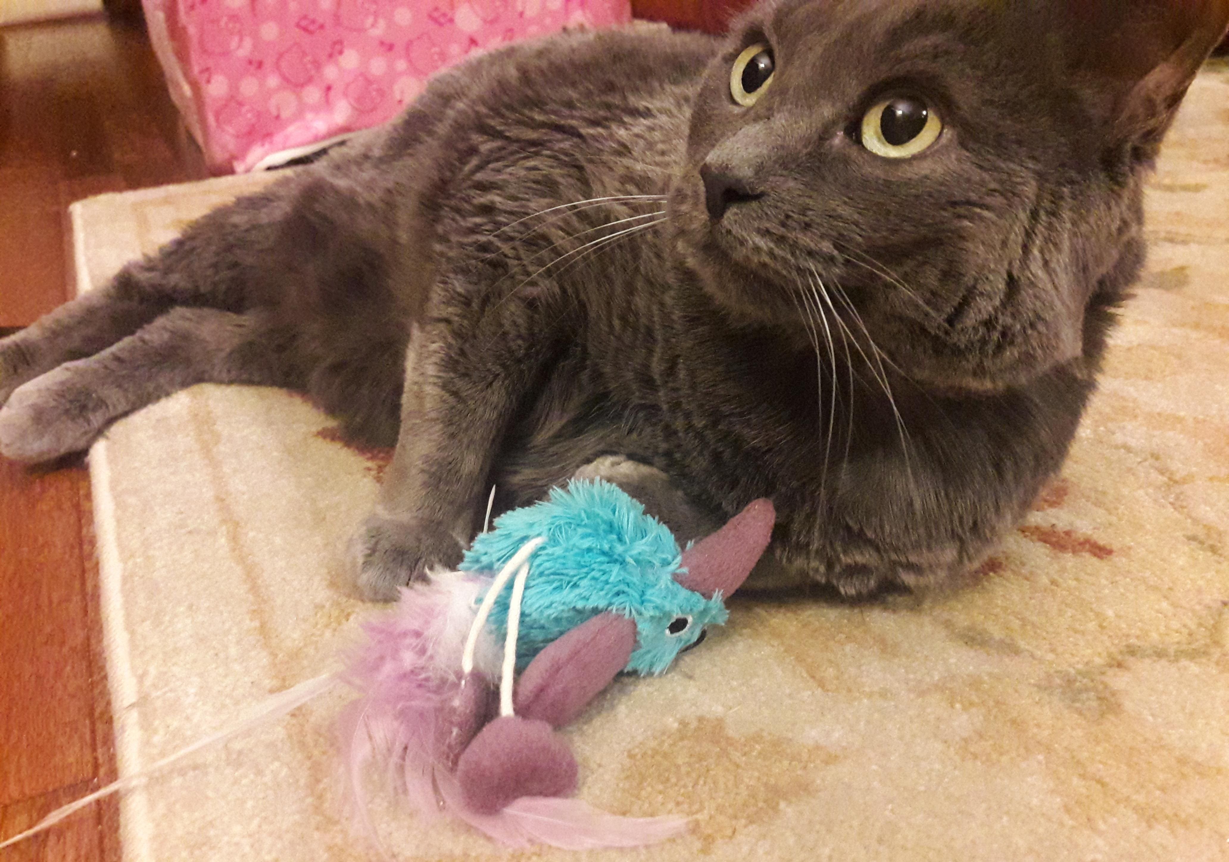 gatto grigio gioca con gioco blu a forma di uccello