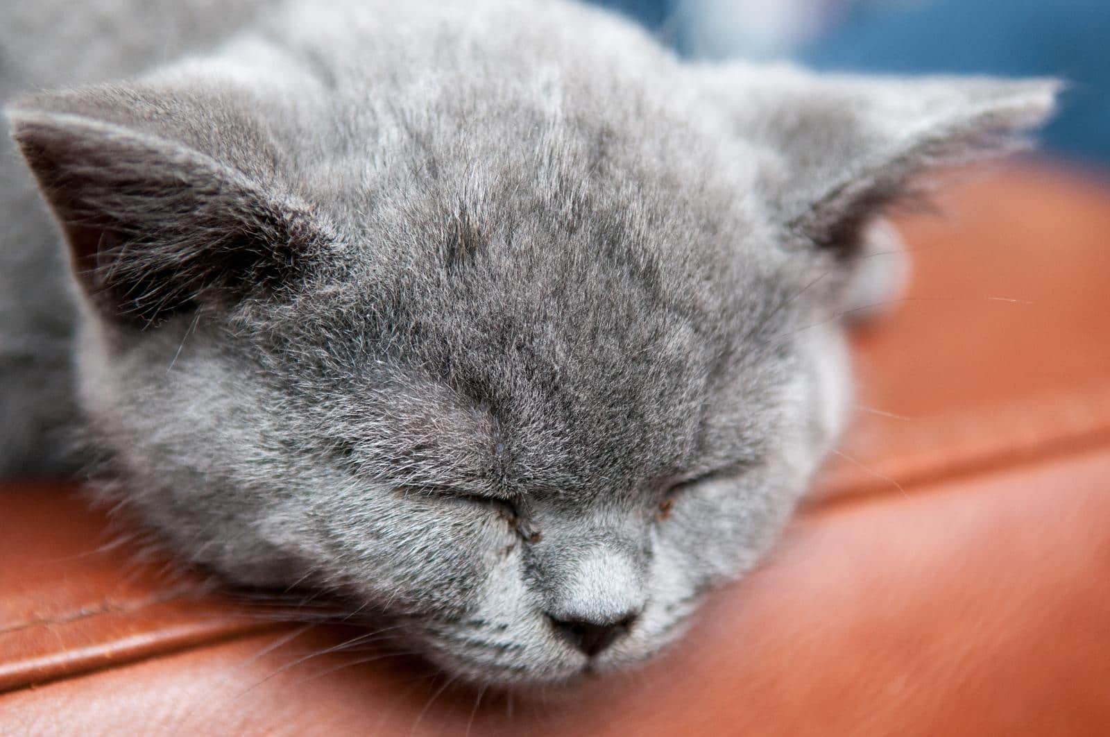 Gatto grigio che dorme sul bordo di un divano in pelle marrone.