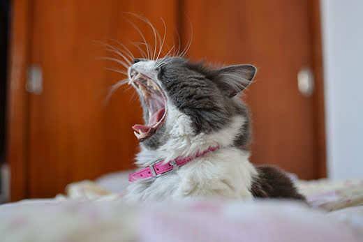 Gatto bianco e grigio con collare rosa sbadiglia.