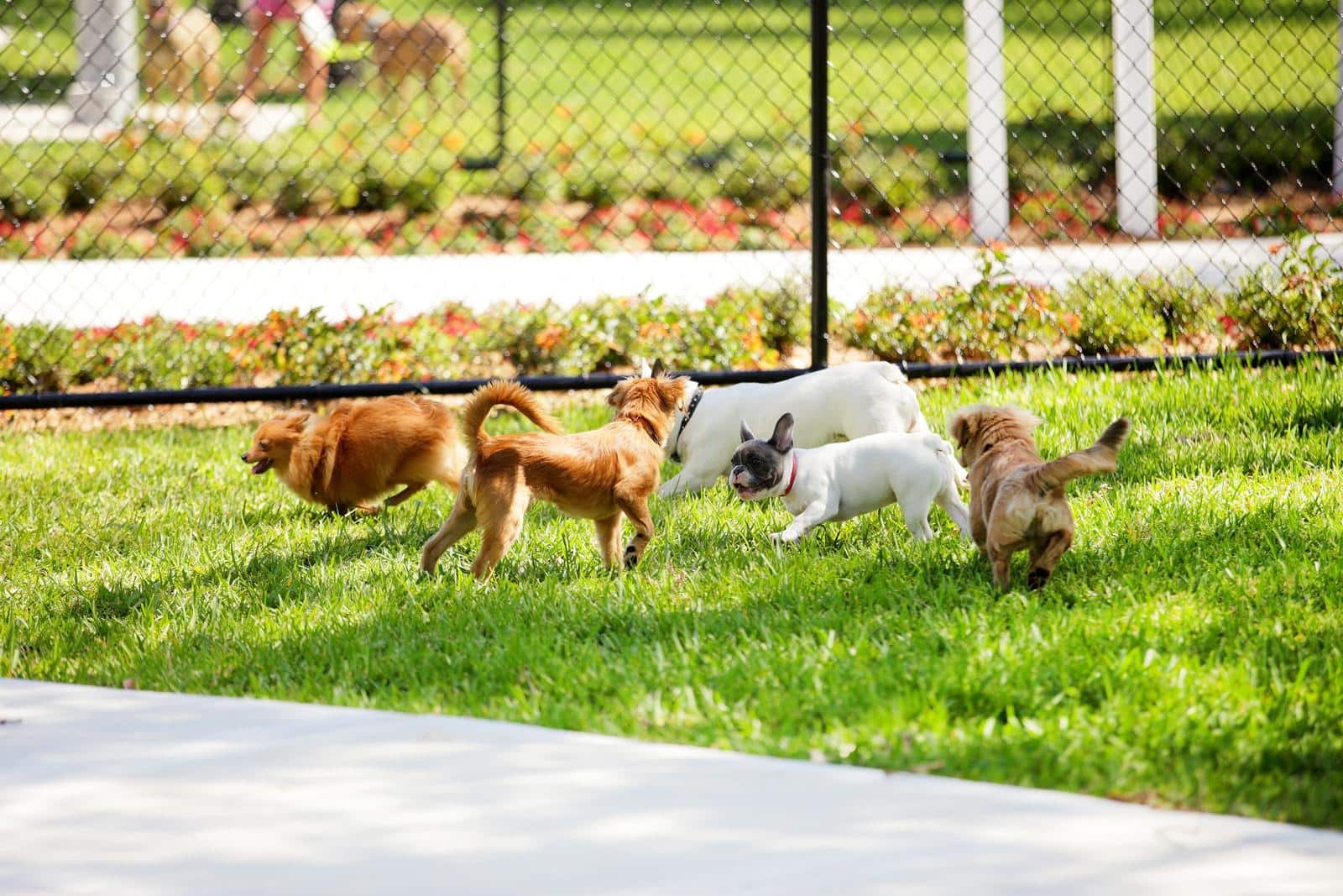gruppo-di-cani-al-parco