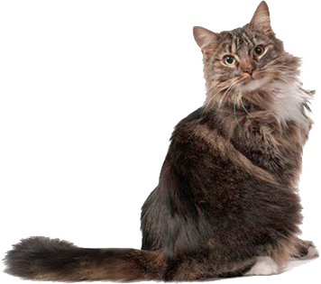 Gatto con palle di pelo