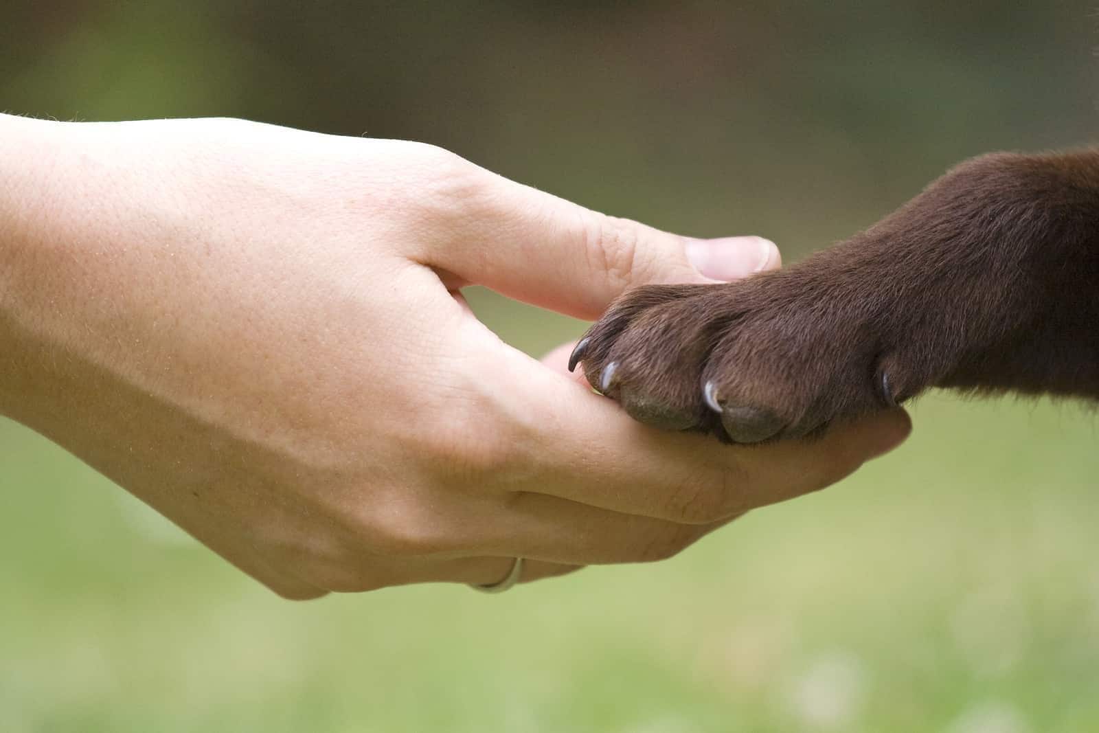hand-holding-chocolate-lab-paw-SW Mano che regge una zampa di labrador color cioccolato.