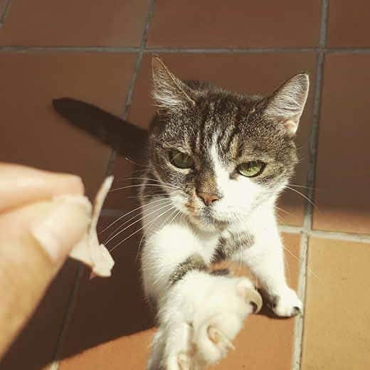 Gatto si allunga verso una mano che tiene un pezzo di prosciutto. 