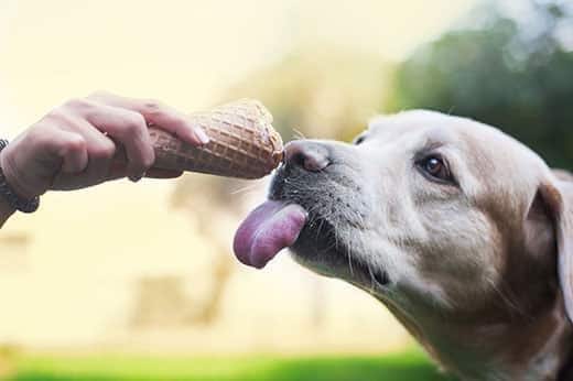 Mano che tiene la cialda di un cono gelato a un labrador con la lingua di fuori.