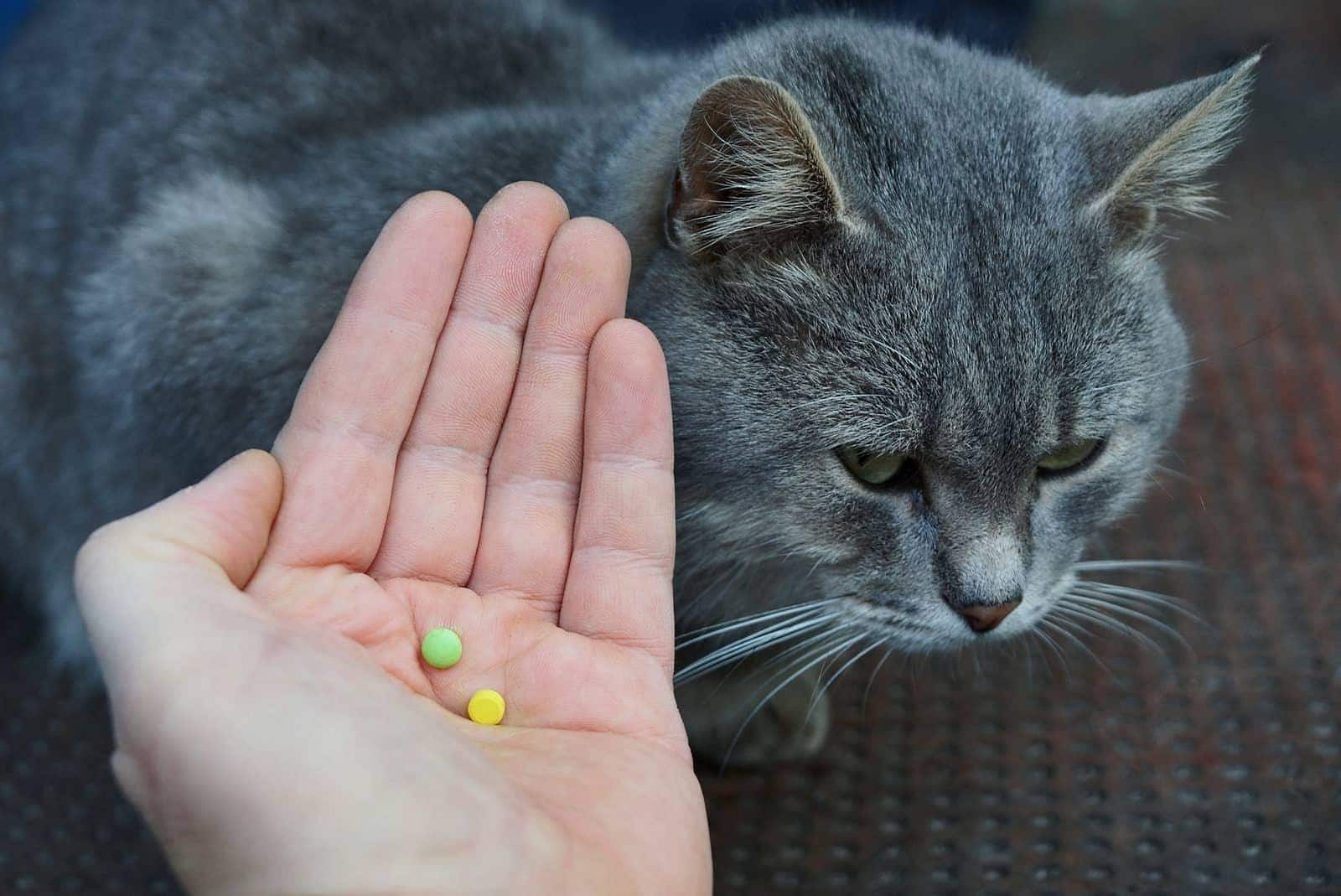 Mano che tiene pillole davanti a un gatto grigio.