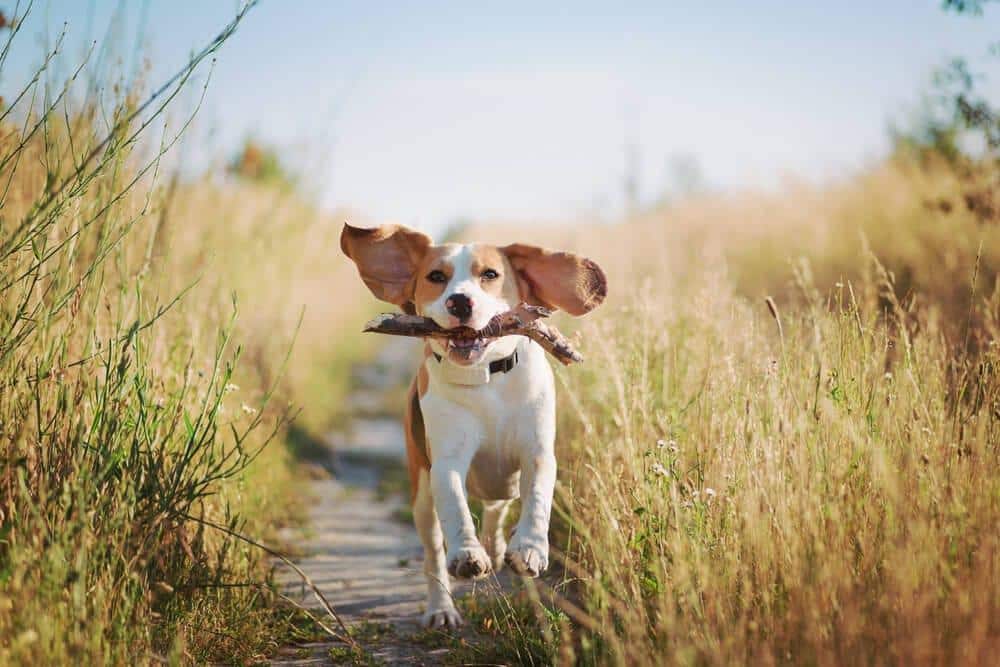 beagle che gioca