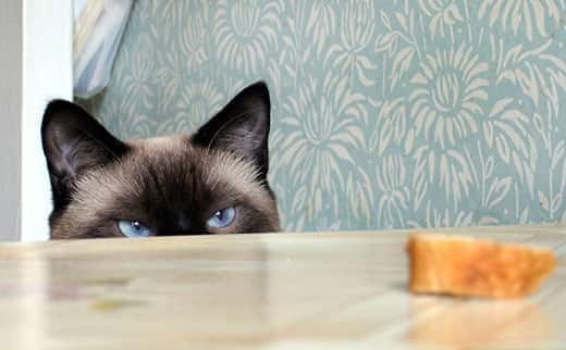 gatto-himalayano-fissa-un-pezzo-di-pane-SW