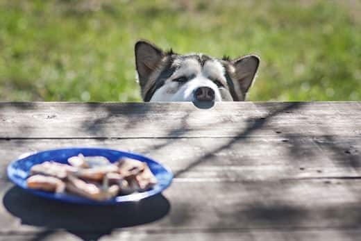 Husky sporge il naso sopra al tavolo da picnic per guardare il cibo posto al centro.