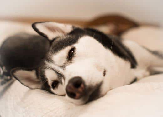 Primo piano di un Husky sdraiato su un fianco su un letto.