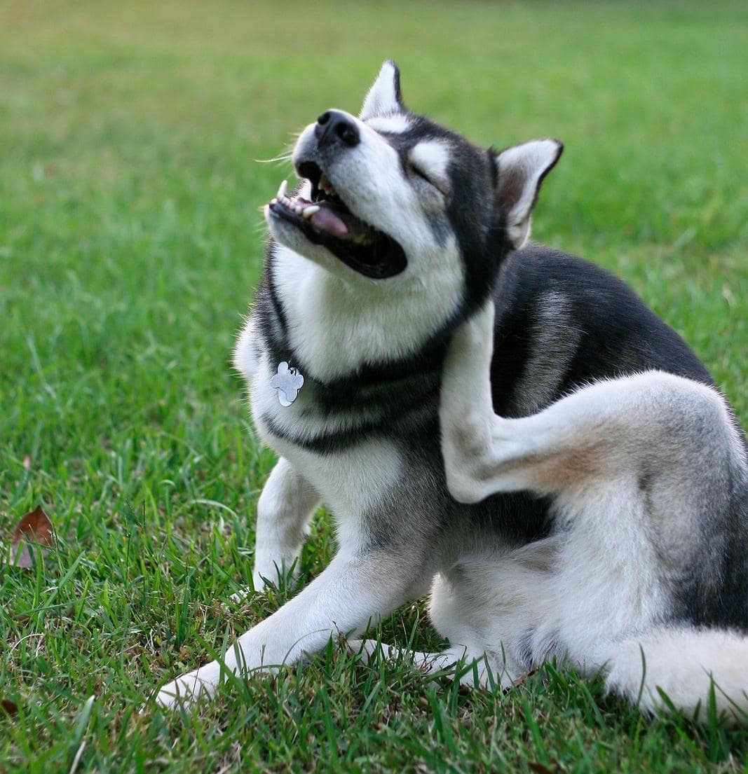 Siberian Husky si gratta in giardino
