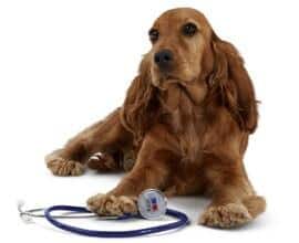 Immagine di un cane