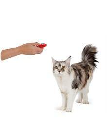 Are cats trainable?
